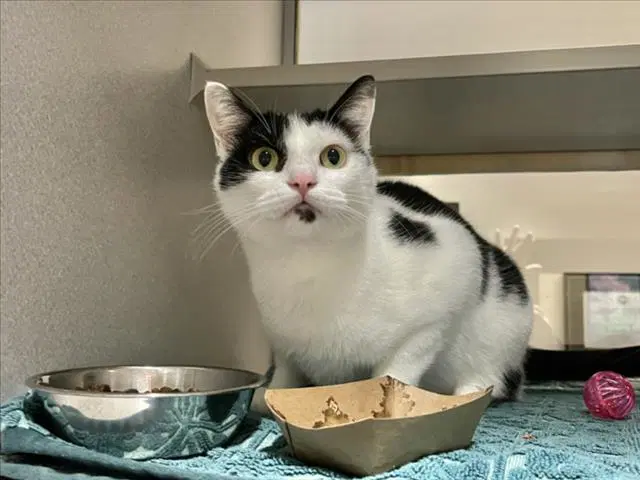 Mochi - Domestic Short Hair