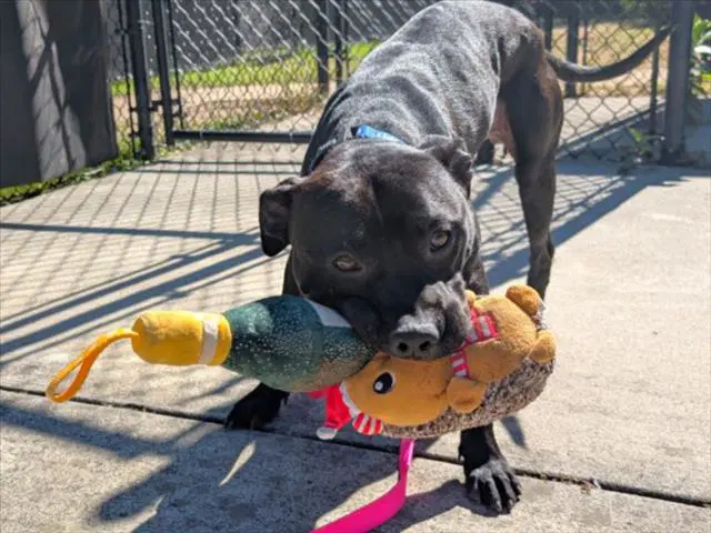 Kamina - Pit Bull Terrier
