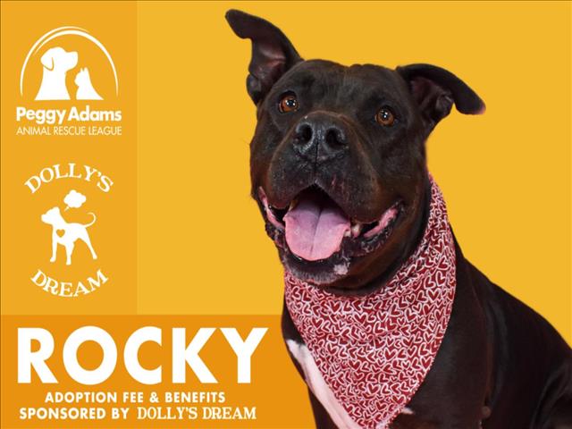 adoptable Dog in West Palm Beach, FL named ROCKY