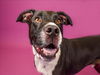 adoptable Dog in West Palm Beach, FL named JUSTON