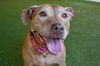 adoptable Dog in West Palm Beach, FL named GOLDIE