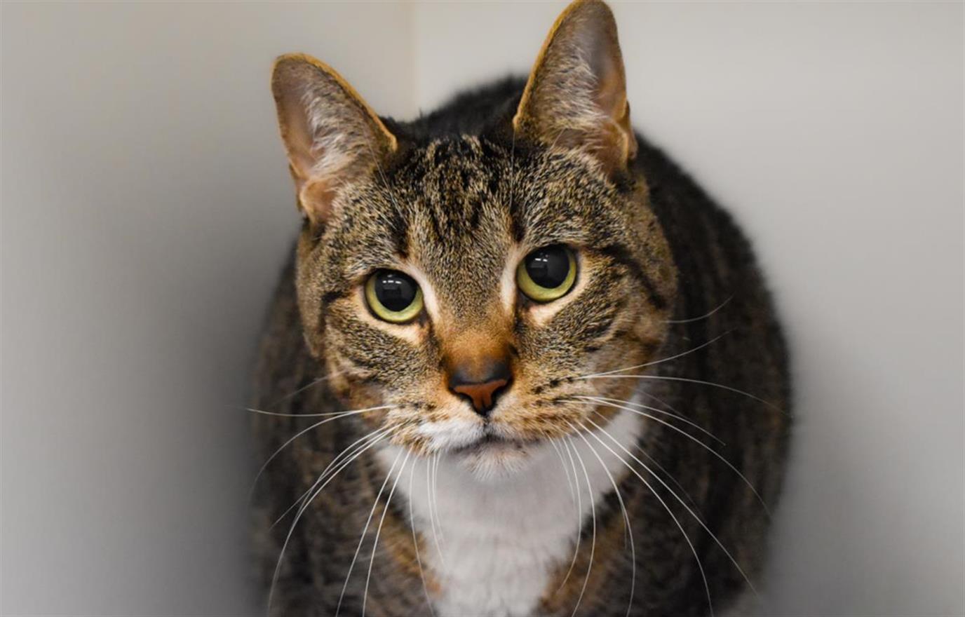 adoptable Cat in West Palm Beach, FL named CABANA