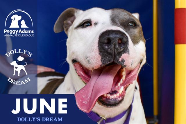 adoptable Dog in West Palm Beach, FL named JUNE