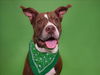 adoptable Dog in West Palm Beach, FL named SASHA