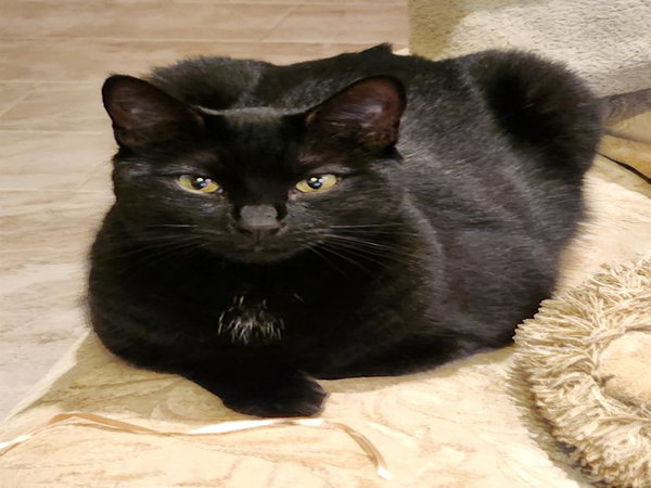 MIKA