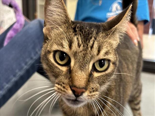 adoptable Cat in West Palm Beach, FL named BUCKY