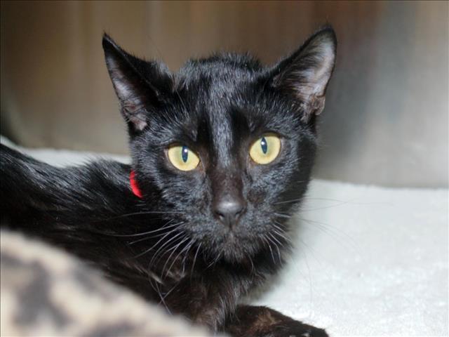 adoptable Cat in West Palm Beach, FL named SHAMROCK