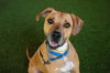 adoptable Dog in West Palm Beach, FL named CHASE