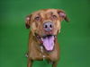 adoptable Dog in West Palm Beach, FL named JASMINE