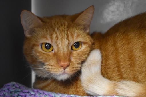 adoptable Cat in West Palm Beach, FL named TIGER