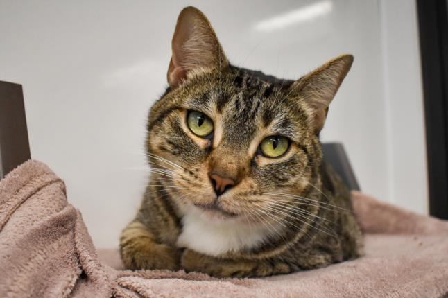 adoptable Cat in West Palm Beach, FL named BOO BOO