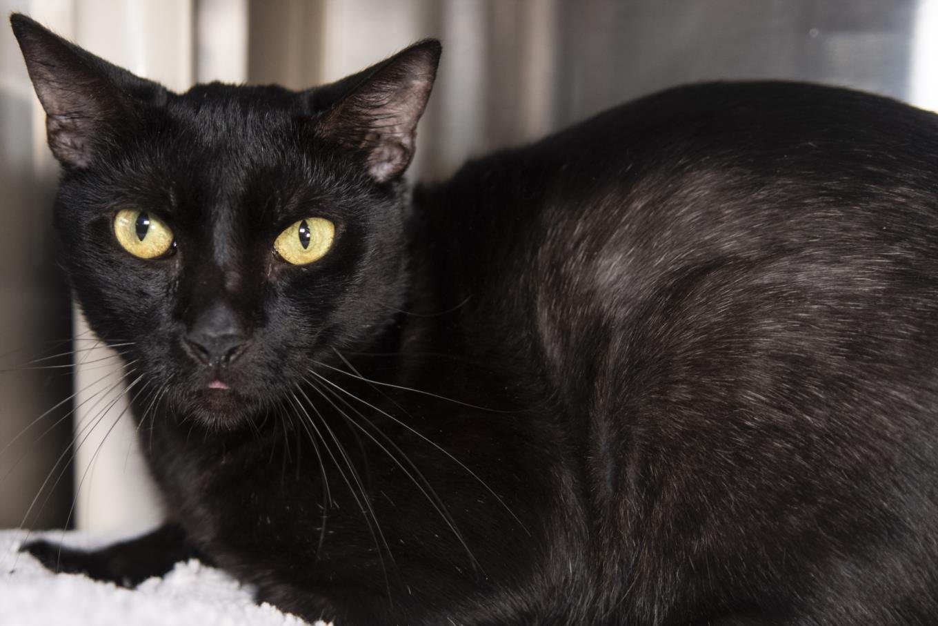 adoptable Cat in West Palm Beach, FL named TOOTHLESS
