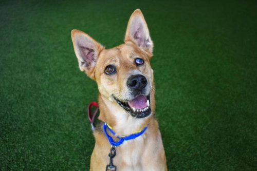 picture of the dog needing adoption