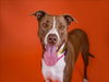 adoptable Dog in West Palm Beach, FL named NALA