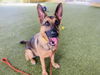 adoptable Dog in West Palm Beach, FL named SASHA