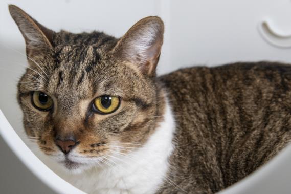 adoptable Cat in West Palm Beach, FL named BOOTS