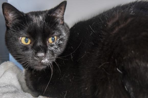 adoptable Cat in West Palm Beach, FL named ETTORE