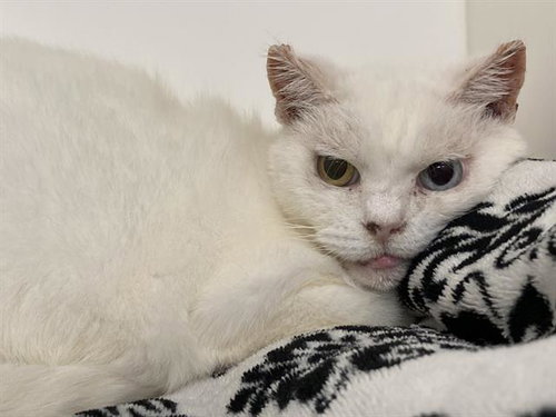 BELLA - Domestic Short Hair available for adoption