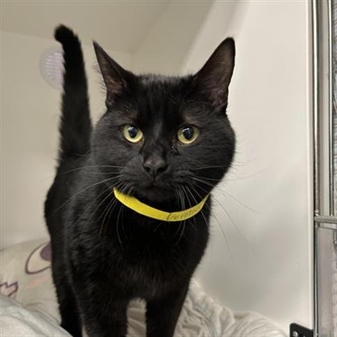 adoptable Cat in West Palm Beach, FL named MIDNIGHT