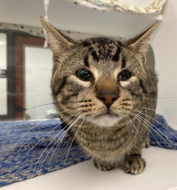 adoptable Cat in West Palm Beach, FL named WHISPER