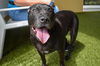 adoptable Dog in West Palm Beach, FL named NOVA LEE