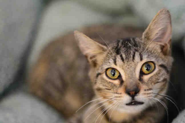 adoptable Cat in West Palm Beach, FL named GEROME