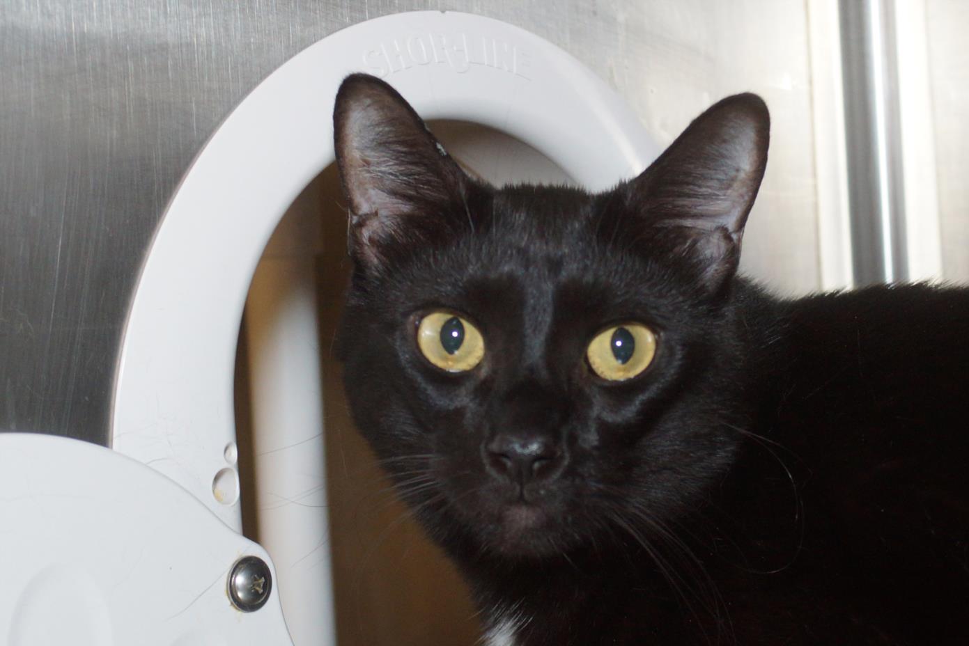 adoptable Cat in West Palm Beach, FL named SPOOKY