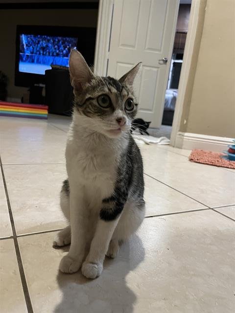 adoptable Cat in West Palm Beach, FL named CICI