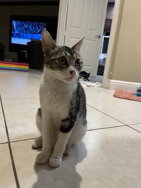 CICI - Domestic Short Hair available for adoption