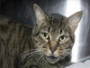 adoptable Cat in West Palm Beach, FL named TRINA