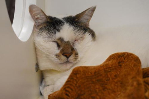 KITIE - Domestic Short Hair available for adoption