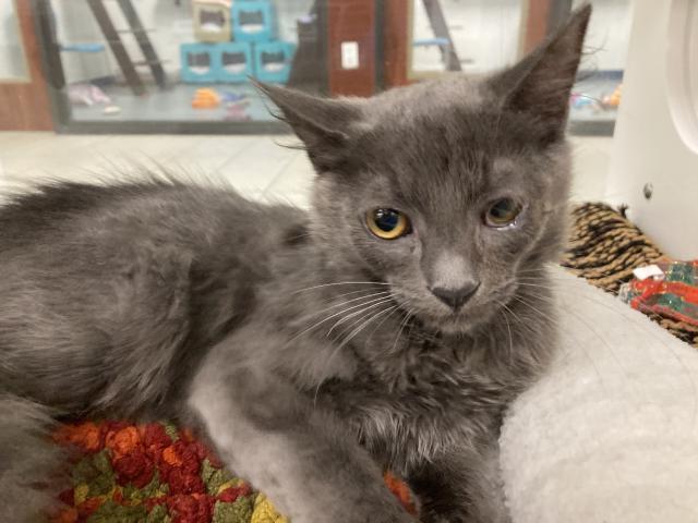 adoptable Cat in West Palm Beach, FL named SHERLOCK