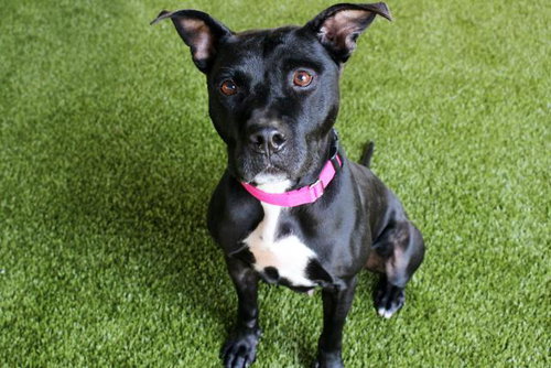 picture of the dog needing adoption