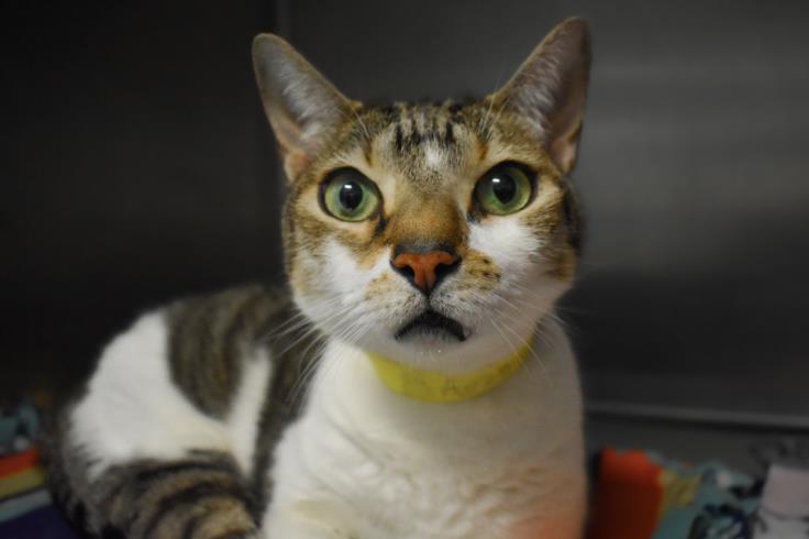 adoptable Cat in West Palm Beach, FL named FELIX