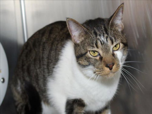 PATCH - Domestic Short Hair available for adoption