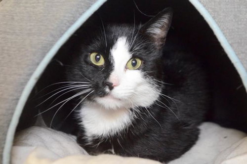 LOKI - Domestic Long Hair available for adoption