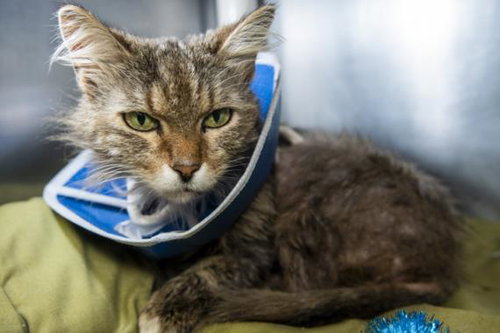 LADY - Domestic Medium Hair available for adoption