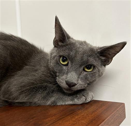 adoptable Cat in West Palm Beach, FL named PARKER