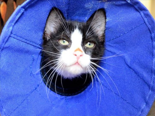SNOOPY - Domestic Short Hair available for adoption