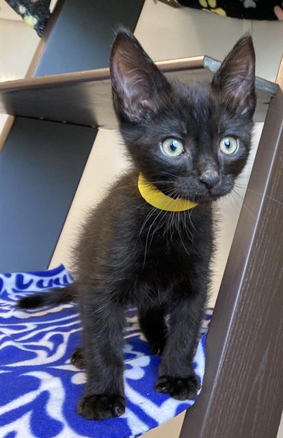 adoptable Cat in West Palm Beach, FL named WASABI