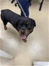 adoptable Dog in  named JAAX