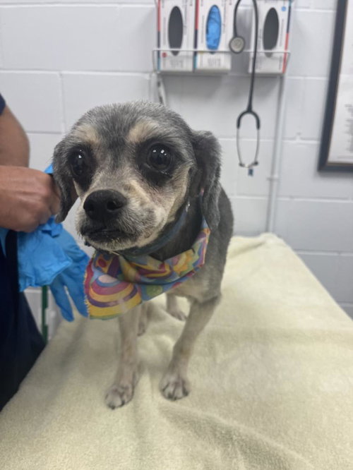 picture of the dog needing adoption