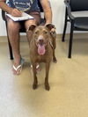 adoptable Dog in West Palm Beach, FL named ZELUMA