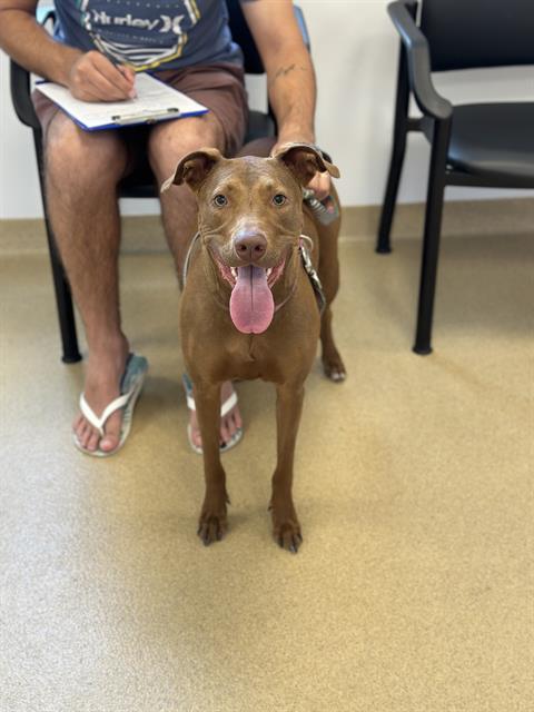 ZELUMA - Labrador Retriever available for adoption