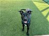 adoptable Dog in carlsbad, CA named RITA