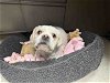 adoptable Dog in carlsbad, CA named TAMMY