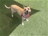 adoptable Dog in carlsbad, CA named SCARLETT