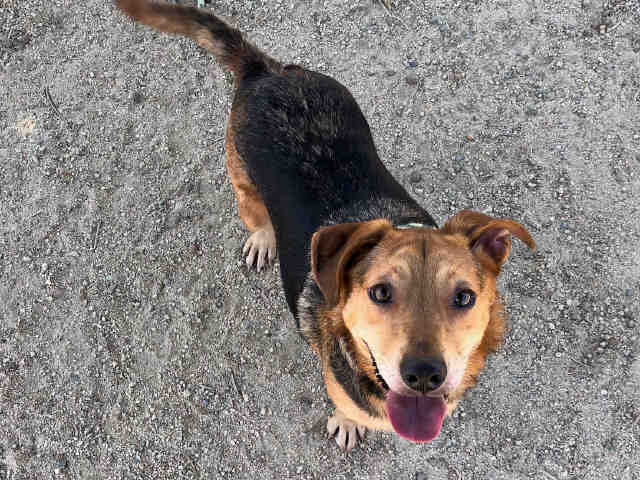 adoptable Dog in Carlsbad, CA named BERT