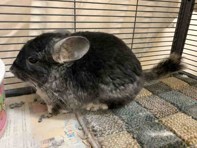 adoptable Chinchilla in Carlsbad, CA named CHIMICHANGA