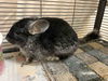 adoptable Chinchilla in  named CHIMICHANGA